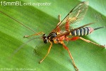 Enlarged Image of 'Echthromorpha QQB409'