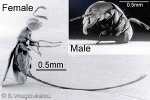 Enlarged Image of 'Sycoscapter species'