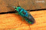 Enlarged Image of 'Chrysis QQRR'