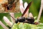 Enlarged Image of 'Anterhynchium (Epiodynerus) rufipes'