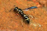 Enlarged Image of 'Odynerus bicinctus'