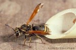 Enlarged Image of 'Pachodynerus nasidens'
