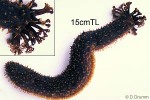 Enlarged Image of 'Holothuria QQX'