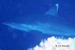 Enlarged Image of 'Carcharhinus albimarginatus'