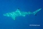 Enlarged Image of 'Carcharhinus melanopterus'