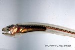 Enlarged Image of 'Enceliophis homei'