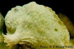 Enlarged Image of 'Antennarius dorehensis cf.'