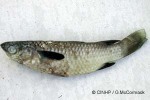 Enlarged Image of 'Ellochelon vaigiensis'