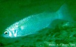 Enlarged Image of 'Moolgarda engeli'