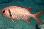 What Am I? Click to display answer!