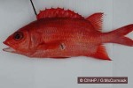 What Am I? Click to display answer!