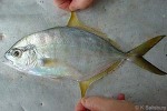 Enlarged Image of 'Carangoides ferdau'