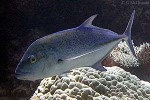 Enlarged Image of 'Caranx melampygus'