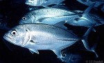 Enlarged Image of 'Caranx sexfasciatus'