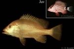 Enlarged Image of 'Lutjanus malabaricus'