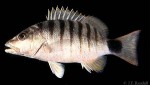 Enlarged Image of 'Lutjanus semicinctus'