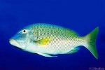 Enlarged Image of 'Lethrinus xanthochilus'