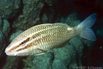 Enlarged Image of 'Parupeneus ciliatus'