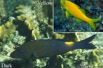 Enlarged Image of 'Parupeneus cyclostomus'