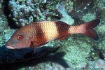 Enlarged Image of 'Parupeneus insularis'