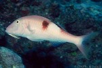 Enlarged Image of 'Parupeneus pleurostigma'