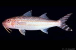 Enlarged Image of 'Upeneus arge'