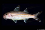 Enlarged Image of 'Upeneus vittatus'