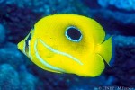 Enlarged Image of 'Chaetodon bennetti'