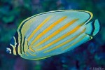 Enlarged Image of 'Chaetodon ornatissimus'