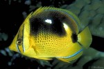 Enlarged Image of 'Chaetodon quadrimaculatus'