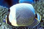 Enlarged Image of 'Chaetodon reticulatus'