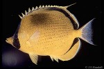 Enlarged Image of 'Chaetodon semeion'