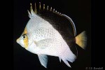 Enlarged Image of 'Chaetodon tinkeri ?n.sp.'