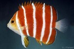 Enlarged Image of 'Centropyge boylei'