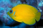 What Am I? Click to display answer!