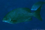 What Am I? Click to display answer!