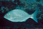 Enlarged Image of 'Kyphosus vaigiensis'