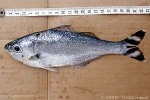 Enlarged Image of 'Kuhlia mugil'