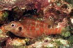 What Am I? Click to display answer!