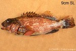 Enlarged Image of 'Cirrhitus albopunctatus'