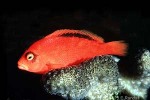 Enlarged Image of 'Neocirrhites armatus'