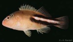 Enlarged Image of 'Paracirrhites nisus'