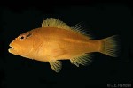 Enlarged Image of 'Paracirrhites xanthus'