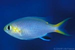 Enlarged Image of 'Chromis acares'