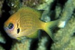 Enlarged Image of 'Chromis agilis'