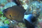 Enlarged Image of 'Chromis bami'