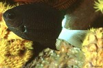 Enlarged Image of 'Chromis margaritifer'