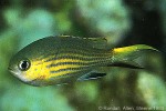 Enlarged Image of 'Chromis vanderbilti'