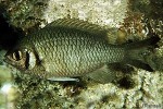 Enlarged Image of 'Chromis weberi'