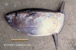 Enlarged Image of 'Ranzania laevis'